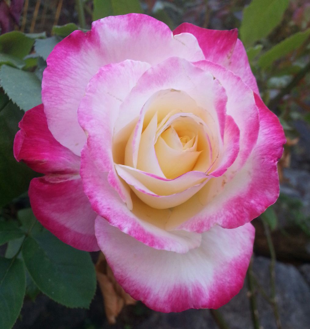  photo 20140810_170454-1_zps04fu5pha.jpg